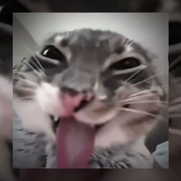 کاور اهنگ Montagem Miau Slowed از Lenar