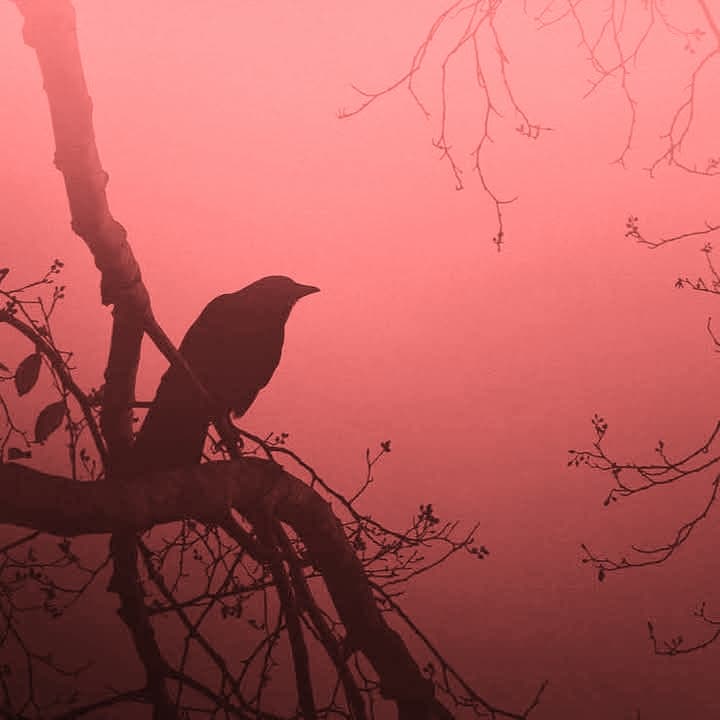 کاور اهنگ Poison Tree Sped Up