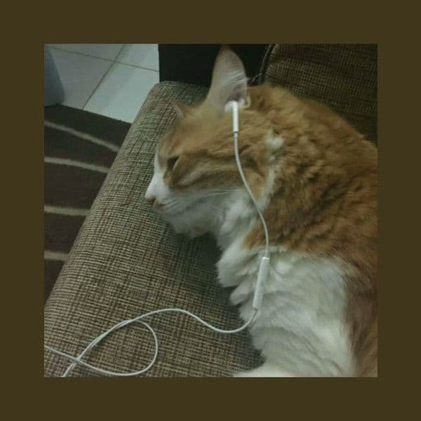 کاور اهنگ Romantic Homicide Sped Up