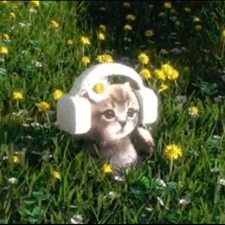 کاور اهنگ Dandelions...
