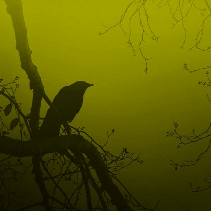 کاور اهنگ Poison Tree Slowed...
